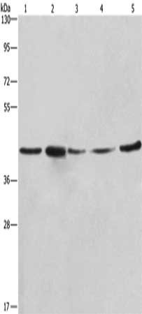 RPSA Antibody