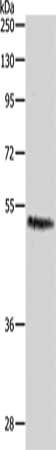 CASP2 Antibody