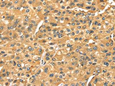 SERPINB6 Antibody