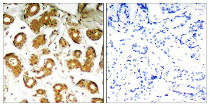 RELA (Ab-505) Antibody