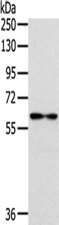 IL18R1 Antibody