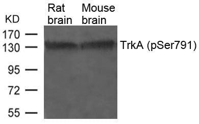 Phospho-NTRK1 (Ser791) Antibody