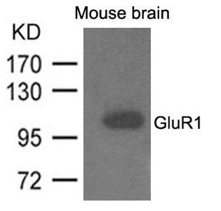 GRIA1 Antibody