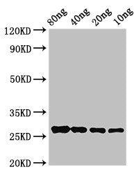 OLE9 Antibody