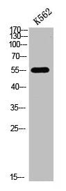 Acetyl-FOXO4 (Lys189) Antibody