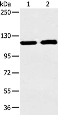 TERT Antibody