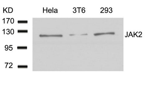 JAK2 (Ab-1007) Antibody