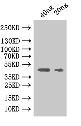 CBO2730 Antibody