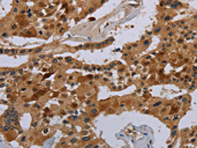 COX18 Antibody