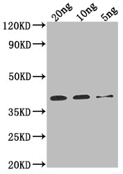 Sarcoplasmic calcium binding protein Antibody