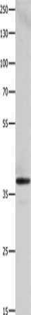 HMOX2 Antibody