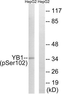 Phospho-YBX1 (Ser102) Antibody