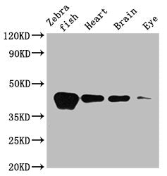 acta1b Antibody