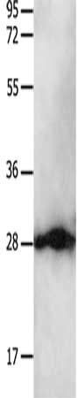 YWHAB Antibody