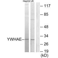 YWHAE Antibody
