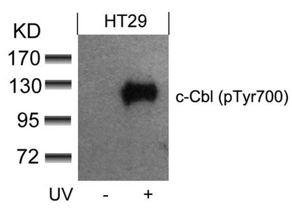 Phospho-CBL (Tyr700) Antibody