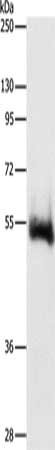 CHRM4 Antibody