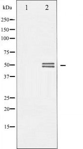 GSK3A Antibody