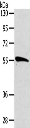 CDC25A Antibody