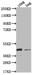 SSC1 Antibody