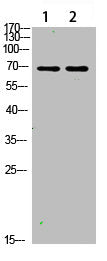FOXO3 Antibody