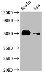 tuba8l2 Antibody