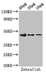bmp2b Antibody