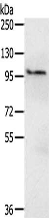 EMC1 Antibody