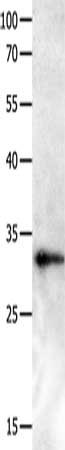 GPR3 Antibody