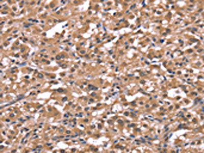 HRH1 Antibody