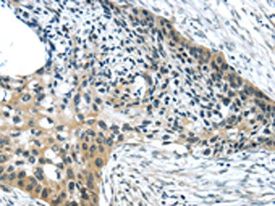 HCN4 Antibody