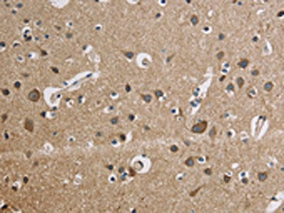 CYCS Antibody