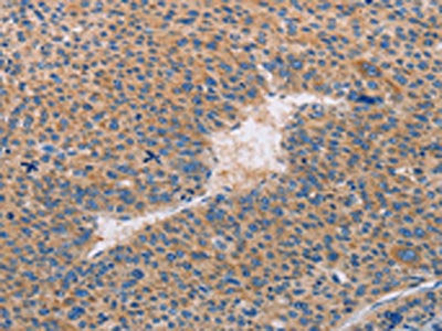CASP10 Antibody