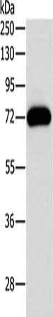 PRKCG Antibody