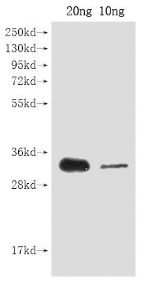 cas9 Antibody