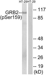 Phospho-GAB2 (Ser159) Antibody