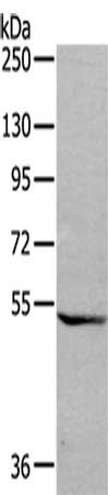 GDF7 Antibody