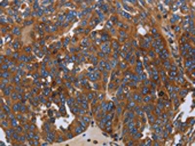 LGALS2 Antibody