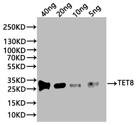 TET8 Antibody