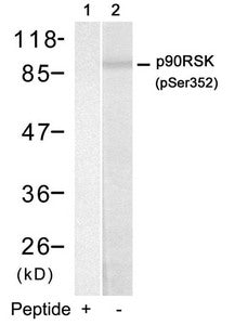 Phospho-RPS6KA1 (Ser352) Antibody