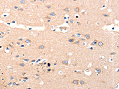 OLR1 Antibody