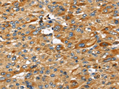 STC2 Antibody