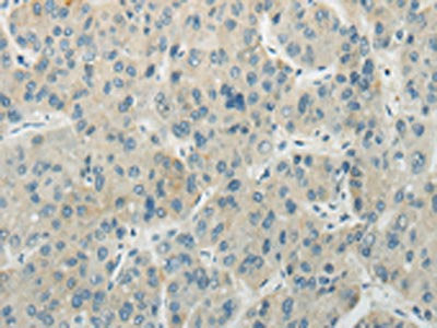 AICDA Antibody