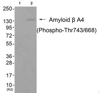 Phospho-APP (Thr743/668) Antibody