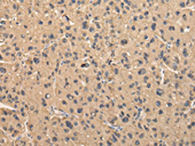 BMP4 Antibody