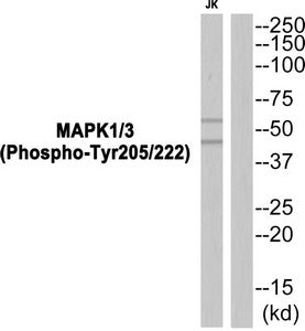 Phospho-MAPK3 (Tyr205/222) Antibody