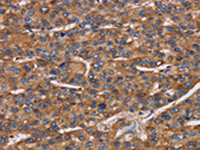 NCSTN Antibody