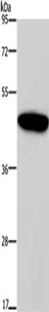 GIPR Antibody