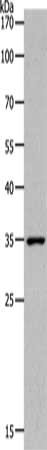 MC2R Antibody
