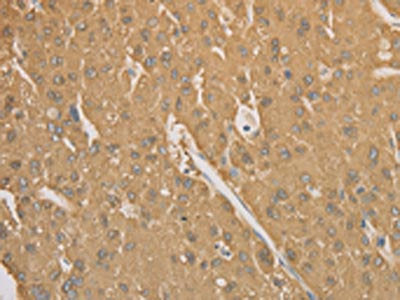 CD40 Antibody
